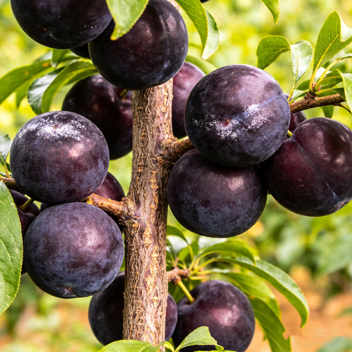 🌱Plum Growing Kit – Sweet Fruit Tree for Home Garden