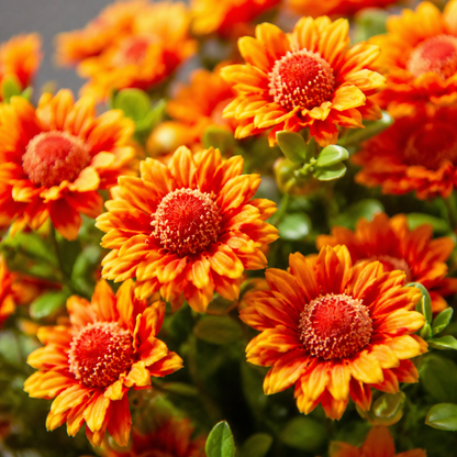 🌼 Artificial Outdoor Sunset Mums Flowers - UV resistant, Waterproof, Windproof