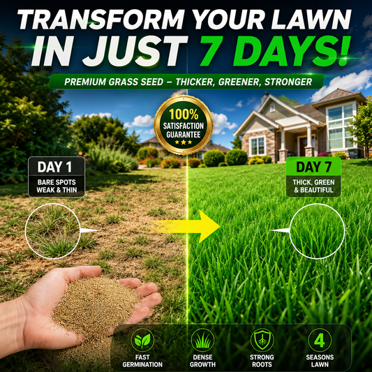 Evergreen dwarf grass seed for four seasons