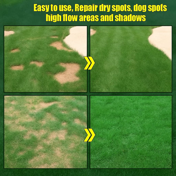 Evergreen dwarf grass seed for four seasons