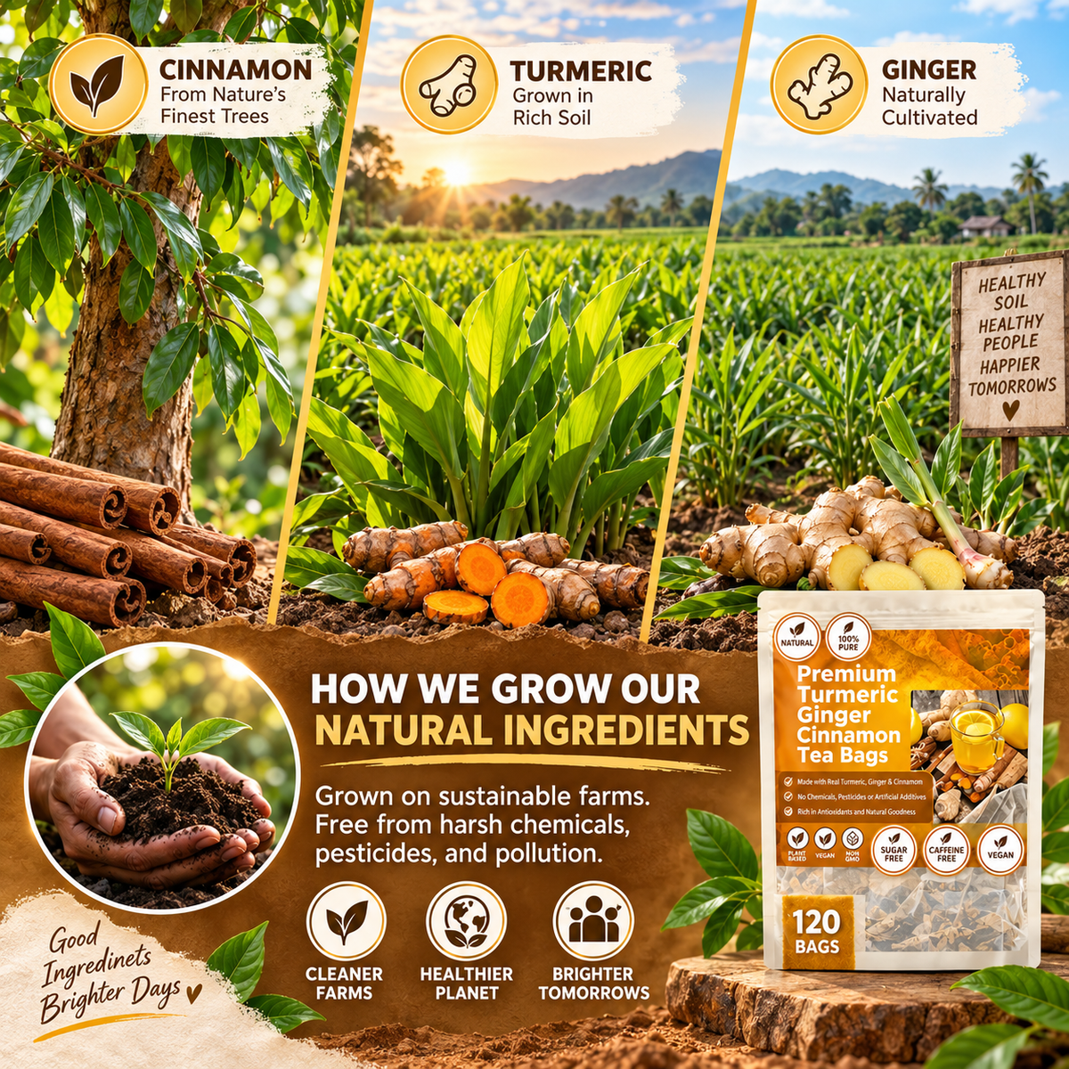 Cinnamon, turmeric and ginger shown growing in their natural settings
